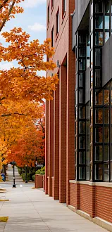 An autumn campus walkway lined with orange maple leaves beside a red-brick building with dark-framed windows.